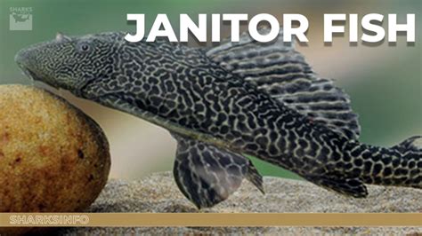 Janitor Fish: Everything About Suckerfish – .